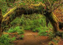 12 Fairy Tale Places That Are Actually Real National Parks Olympic National Park Cool Places To Visit