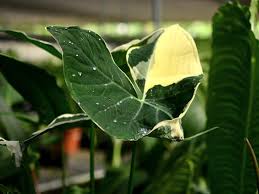 Image result for Ozoroa marginata