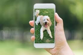 We did not find results for: How Much Does A Pet Sitter Cost Pawshake Blog