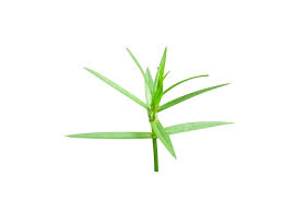 Image result for Ammannia baccifera