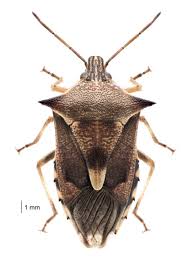 Image result for Pentanisia sykesii