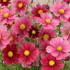 Cosmos Atrosanguineus Cosmos Flowers Flower Seeds Annual Flowers