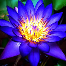 Caerulea makes it a likely candidate (among several) for the lotus plant eaten by the mythical lotophagi in homer's odyssey. Blue Lotus James P Lotus Twitter