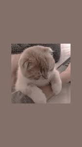 Hanging Around With Hooman In 2020 Cute Cartoon Wallpapers Kitten Wallpaper Cat Wallpaper