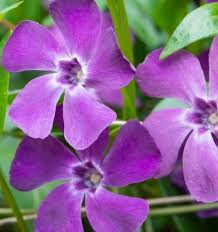Image result for Vinca minor