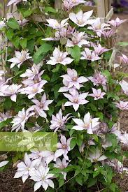 Maybe you would like to learn more about one of these? Clematis Samaritan J Stock Photo By Jonathan Buckley Image 0640911