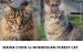Norwegian Forest Cat Ragdoll Maine Coon
