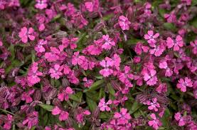Image result for Silene