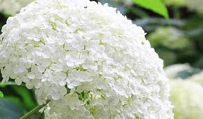 Nama latin bunga itu adalah hydrangea, meski orang masih menyebutnya hydrangea. Bunga Hydrangea Cantik Nan Populer Ini 10 Fakta Menarik Tentangnya