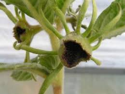 Image result for Dorstenia buchananii