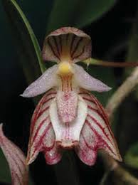 Image result for Bulbophyllum schimperianum