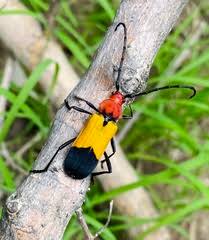 Image result for Endostemon villosus