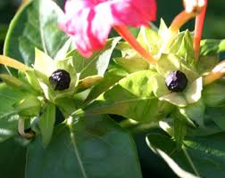 Japanese beetles are an invasive species. Four O Clock Plant Control Walter Reeves The Georgia Gardener