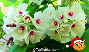 Image result for Dombeya shupangae