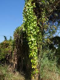 Image result for Dioscorea dregeana