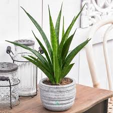 Image result for Sansevieria kirkii
