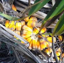 Image result for Pandanus utilis