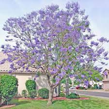 Maybe you would like to learn more about one of these? Jacaranda For Sale Fast Growing Desert Trees Moon Valley Nursery Phoenix Arizona Jacaranda Tree Arizona Backyard Desert Trees