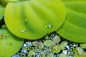 Image result for Wolffia arrhiza