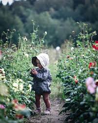 Anna Kubel Annakubel Instagram Photos And Videos Garden Girls Dahlia Beautiful Flowers