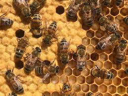 Check spelling or type a new query. How To Work As A Full Time Beekeeper Beekeeping Like A Girl