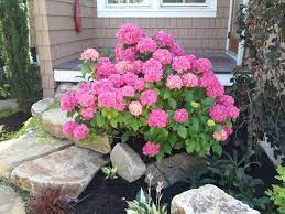 Make harry & david your destination for hydrangea gifts that are sure to delight. Hydrangea Pink Elf French Dwarf 2 Ft Container Shade Moist Not Too Dry Soil French Hydrangea Hydrangea Macrophylla Summer Flowers To Plant