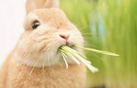 うさぎさんが見事な爆食いっぷり モフモフなほっぺとモグモグなお口がたまらないかわいさ ねとらぼ うさぎ ミニウサギ 動物 癒し