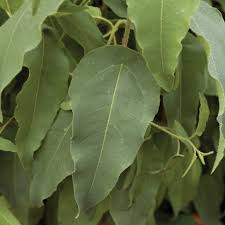 Image result for Eucalyptus citriodora