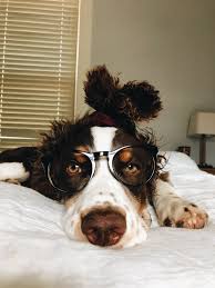 Hipster English Springer Spaniel In 2020 English Springer Spaniel Hipster Dog Springer Spaniel