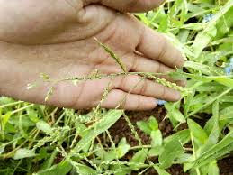 Image result for Alloteropsis