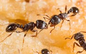Termites chow down on a valuable asset: Assurance Pest Solutions Complete Pest Control In Waltham Ma