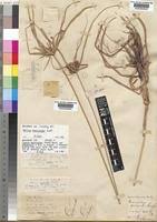 Image result for Cyperus chersinus