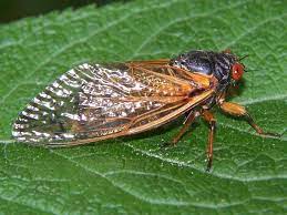 Although they are sometimes called locusts, this is a misnomer, as cicadas belong to the taxonomic order hemiptera (true bugs), suborder auchenorrhyncha. Is There A Difference Between A Cicada And A Locust Dengarden