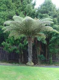 Cyathea Dealbata Nz Silver Tree Fern Ferns Garden Tree Fern Trees To Plant