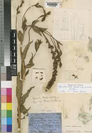 Image result for Lysimachia ruhmeriana