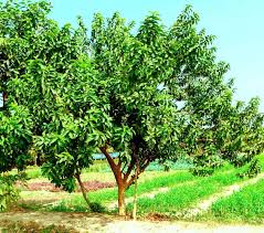 Image result for Psidium guajava