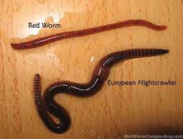 And are a good food source for different kinds of reptiles, amphibians, and birds. European Nightcrawler Bait Forever Fresh Indoor Garden
