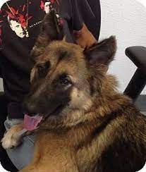 Dogs and puppies cats and kittens horses rabbits birds snakes. Kouts In German Shepherd Dog Mix Meet Myrna A Dog For Adoption German Shepherd Dogs Shepherd Dog Mix Dog Adoption