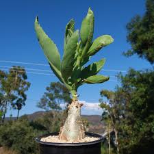 Image result for Cyphostemma congestum