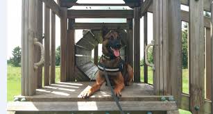 La ministre de la défense s'est expliquée ce jeudi à la chambre sur l'affaire jürgen conings. Le Chien En Fonction Depuis Mai Edition Digitale De Bruxelles