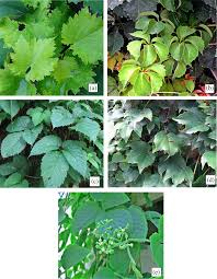 Image result for Vitaceae