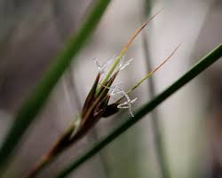 Image result for Tetraria