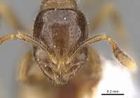 Image result for Brachythrix