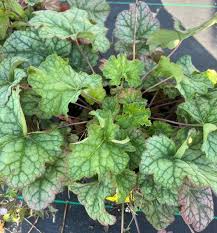 Image result for heuchera americana