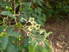 Image result for Haumaniastrum caeruleum