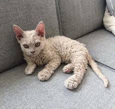 Curly Haired Poodle Kittens Looking Like Little Angry Lambs 8 Images Pretty Cats Cute Cats And Kittens Cute Animals