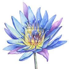 Maybe you would like to learn more about one of these? Bluht Blauen Agyptischen Lotos Seerose Nymphaea Caerulea Heiliger Fototapete Fototapeten Myloview De
