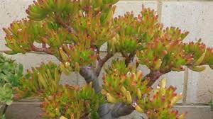 Propagating a jade plant | leaf method. Garden Succulents List Types Of Best Succulents To Grow In Garden Rayagarden