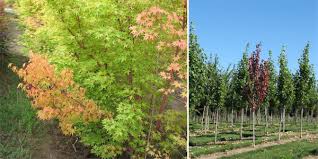 A slight cut into the cambium layer can tell looking at the pictures of the trees you posted, i don't believe you have verticillium wilt. Verticillium Wilt In The Garden Cloud Mountain Farm Center Nursery