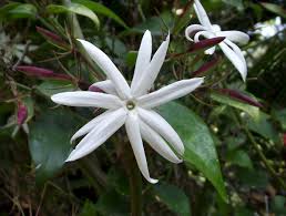 Image result for Jasminum bakeri